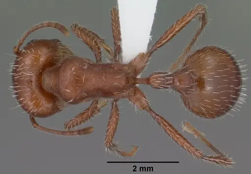 Pogonomyrmex desertorum specimen CASENT0000258 image casent0000258_1