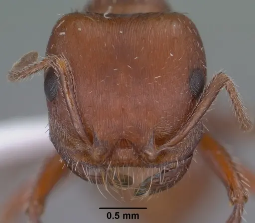 Pogonomyrmex desertorum specimen CASENT0000258 image casent0000258_2