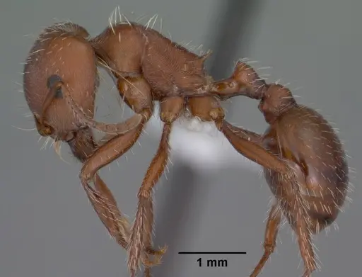 Pogonomyrmex desertorum specimen CASENT0000258 image casent0000258_3