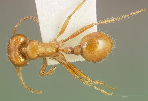 Pogonomyrmex desertorum specimen CASENT0005707 image casent0005707_1