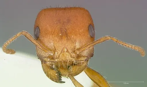 Pogonomyrmex desertorum specimen CASENT0005707 image casent0005707_2