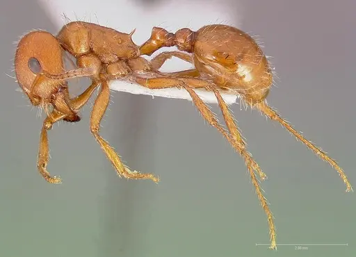 Pogonomyrmex desertorum specimen CASENT0005707 image casent0005707_3