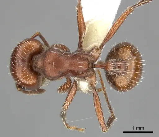 Pogonomyrmex desertorum specimen CASENT0235311 image casent0235311_1