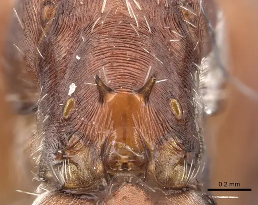 Pogonomyrmex desertorum specimen CASENT0235311 image casent0235311_2