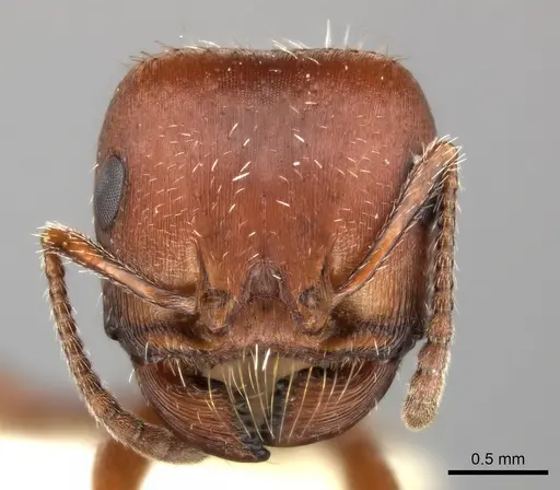 Pogonomyrmex desertorum specimen CASENT0235311 image casent0235311_3