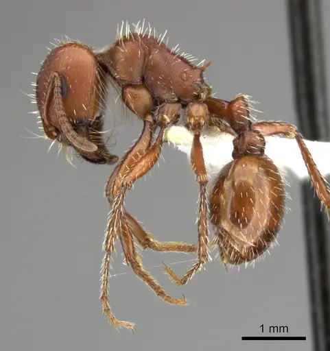 Pogonomyrmex desertorum specimen CASENT0235311 image casent0235311_5