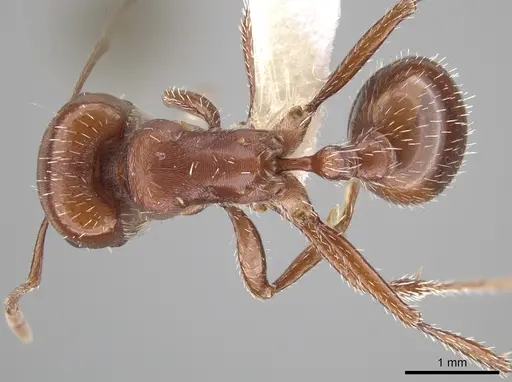Pogonomyrmex desertorum specimen CASENT0619951 image casent0619951_1