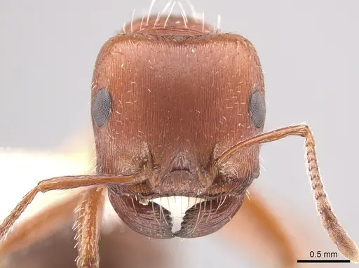 Pogonomyrmex desertorum specimen CASENT0619951 image casent0619951_2