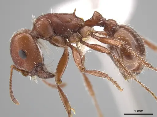 Pogonomyrmex desertorum specimen CASENT0619951 image casent0619951_3