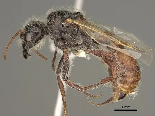 Pogonomyrmex desertorum specimen CASENT0863106 image casent0863106_3