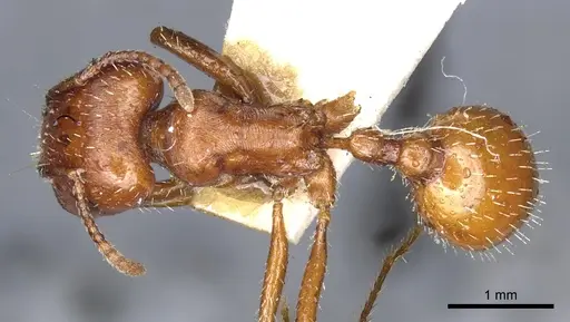 Pogonomyrmex desertorum specimen CASENT0904113 image casent0904113_1