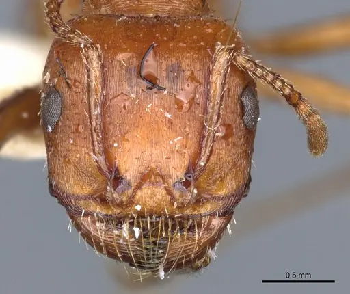 Pogonomyrmex desertorum specimen CASENT0904113 image casent0904113_2