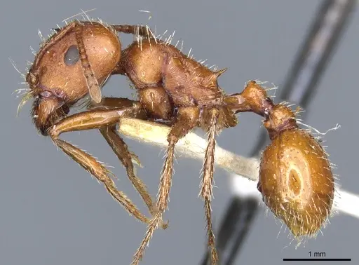 Pogonomyrmex desertorum specimen CASENT0904113 image casent0904113_3