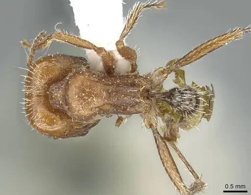 Pogonomyrmex desertorum specimen CASENT0914455 image casent0914455_1