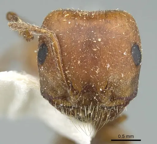 Pogonomyrmex desertorum specimen CASENT0914455 image casent0914455_2