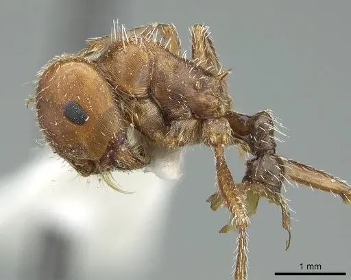 Pogonomyrmex desertorum specimen CASENT0914455 image casent0914455_3