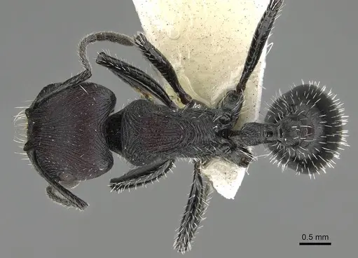 Pogonomyrmex excelsior specimen CASENT0922461 image casent0922461_1