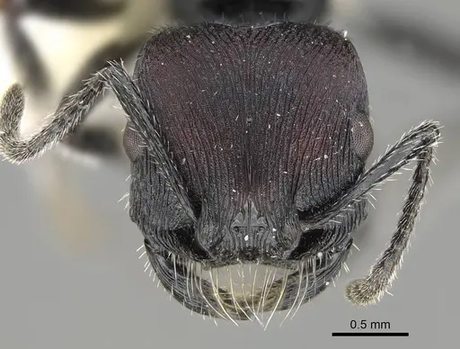 Pogonomyrmex excelsior specimen CASENT0922461 image casent0922461_2