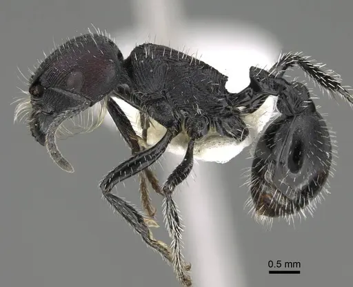 Pogonomyrmex excelsior specimen CASENT0922461 image casent0922461_3