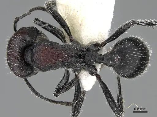 Pogonomyrmex excelsior specimen CASENT0922462 image casent0922462_1
