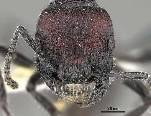 Pogonomyrmex excelsior specimen CASENT0922462 image casent0922462_2