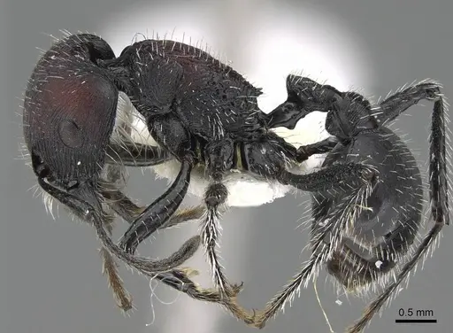 Pogonomyrmex excelsior specimen CASENT0922462 image casent0922462_3