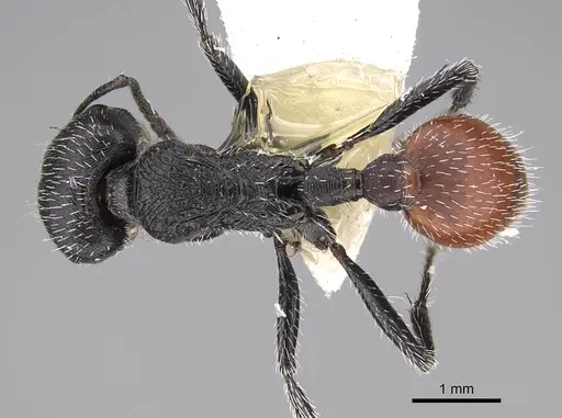 Pogonomyrmex forelii specimen CASENT0914805 image casent0914805_1