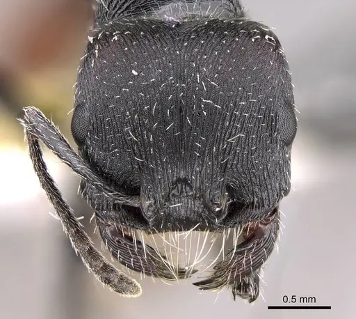 Pogonomyrmex forelii specimen CASENT0914805 image casent0914805_2