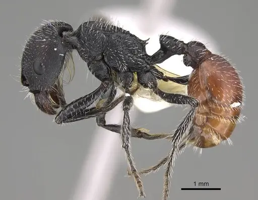 Pogonomyrmex forelii specimen CASENT0914805 image casent0914805_3