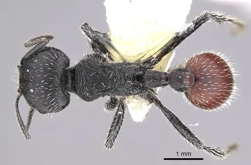Pogonomyrmex forelii specimen CASENT0914806 image casent0914806_1