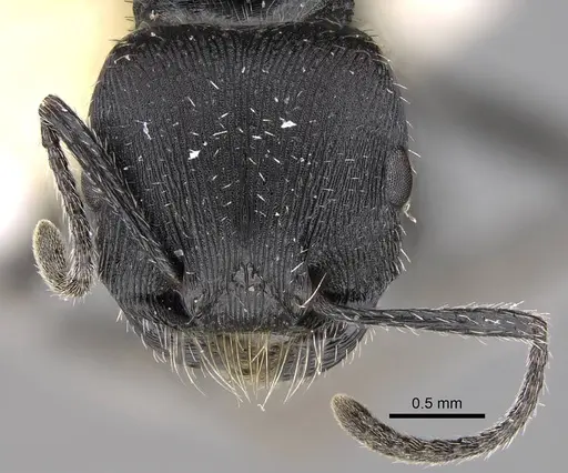 Pogonomyrmex forelii specimen CASENT0914806 image casent0914806_2