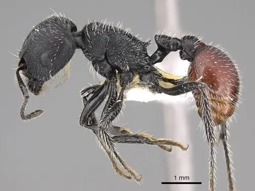 Pogonomyrmex forelii specimen CASENT0914806 image casent0914806_3