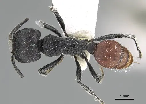Pogonomyrmex forelii specimen CASENT0922168 image casent0922168_1
