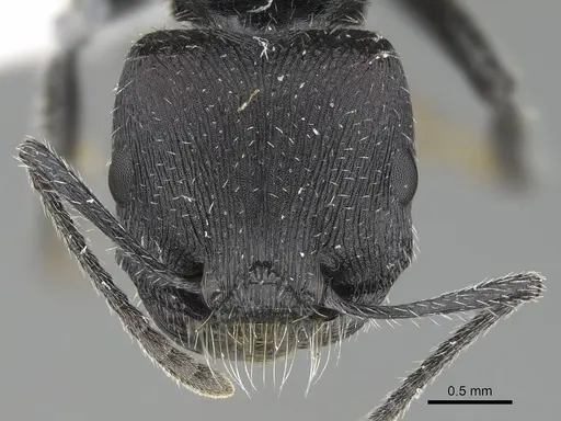 Pogonomyrmex forelii specimen CASENT0922168 image casent0922168_2