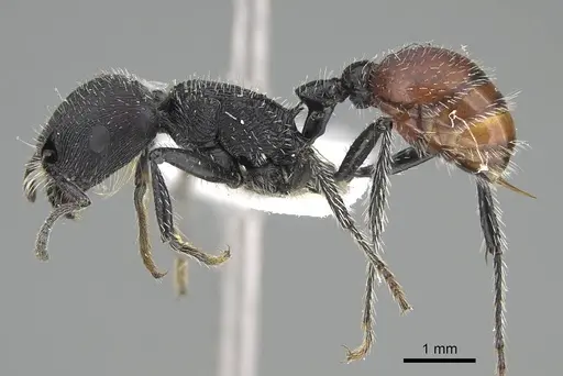 Pogonomyrmex forelii specimen CASENT0922168 image casent0922168_3