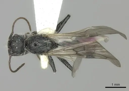 Pogonomyrmex granulatus specimen CASENT0235301 image casent0235301_1