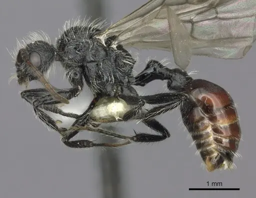 Pogonomyrmex granulatus specimen CASENT0235301 image casent0235301_4