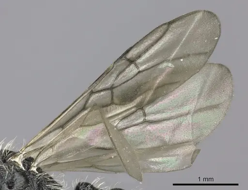 Pogonomyrmex granulatus specimen CASENT0235301 image casent0235301_5