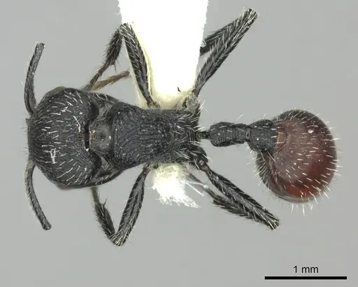 Pogonomyrmex granulatus specimen CASENT0235302 image casent0235302_1