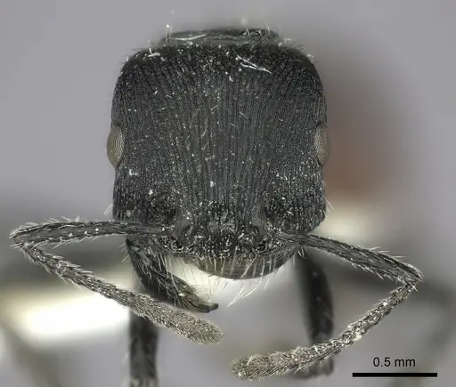 Pogonomyrmex granulatus specimen CASENT0235302 image casent0235302_2