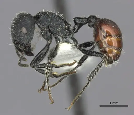 Pogonomyrmex granulatus specimen CASENT0235302 image casent0235302_3