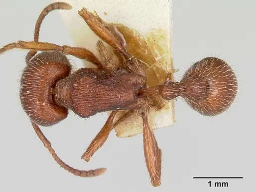 Pogonomyrmex guatemaltecus specimen CASENT0103537 image casent0103537_1