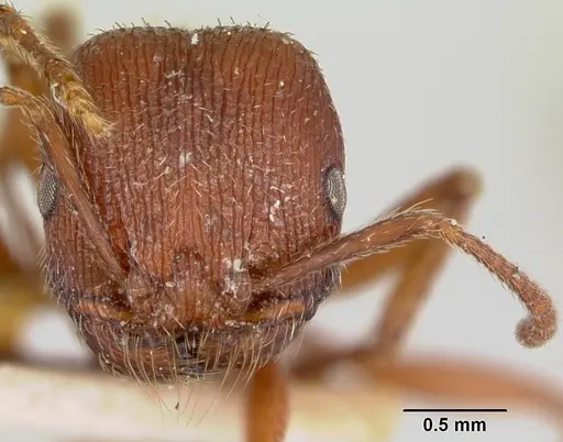 Pogonomyrmex guatemaltecus specimen CASENT0103537 image casent0103537_2