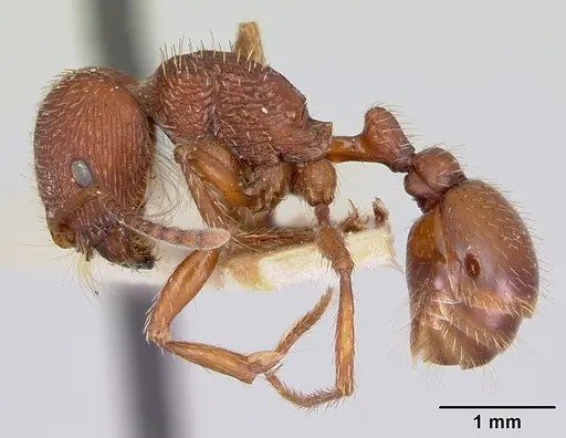 Pogonomyrmex guatemaltecus specimen CASENT0103537 image casent0103537_3