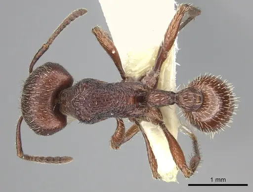 Pogonomyrmex guatemaltecus specimen CASENT0217282 image casent0217282_1