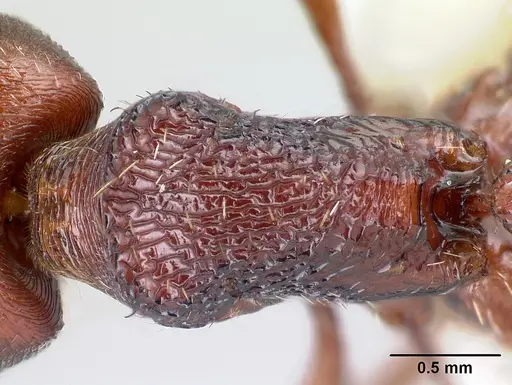 Pogonomyrmex guatemaltecus specimen CASENT0217282 image casent0217282_2