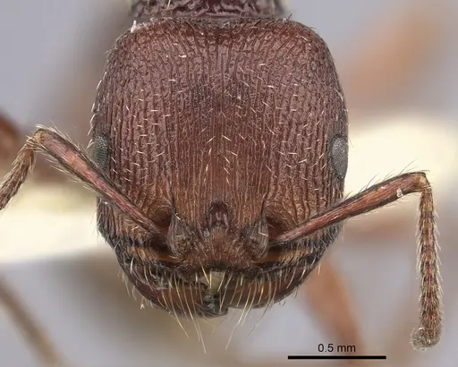 Pogonomyrmex guatemaltecus specimen CASENT0217282 image casent0217282_3