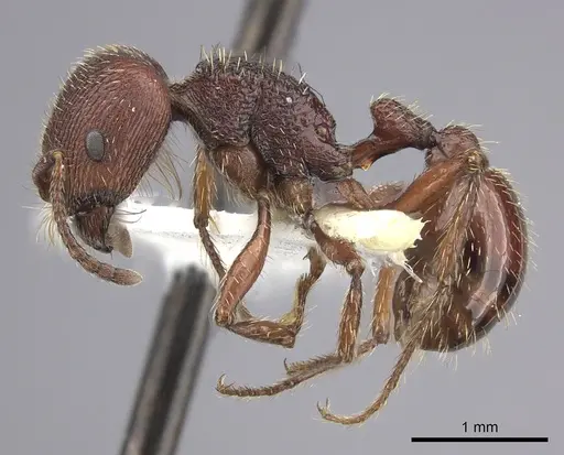 Pogonomyrmex guatemaltecus specimen CASENT0217282 image casent0217282_4