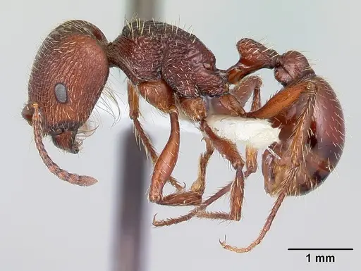 Pogonomyrmex guatemaltecus specimen CASENT0217282 image casent0217282_5