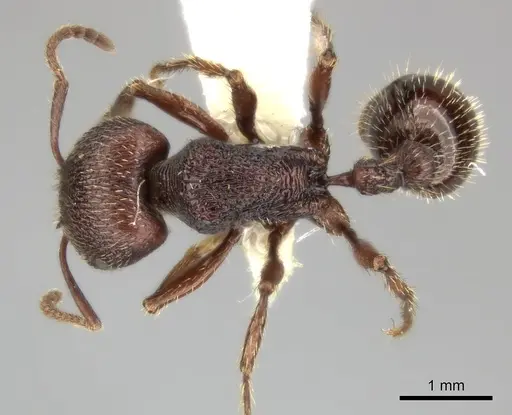 Pogonomyrmex guatemaltecus specimen CASENT0235315 image casent0235315_1